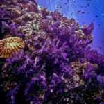 Apo Dhatu Divers