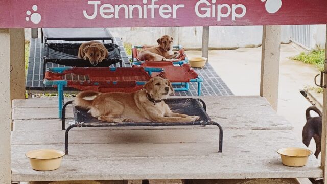 Lanta Animal Welfare - Animal Sanctuaries in Relax Bay, Koh Lanta